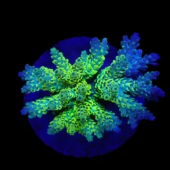acropora_latistella_wolverine_m_f_377_65.00