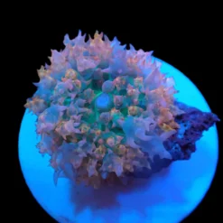 rhodactis_osculifera_special_selected_pb_144_39.50