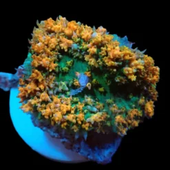 rhodactis_osculifera_ultra_pb_168_45.00