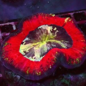 Rainbow — WYSIWYG