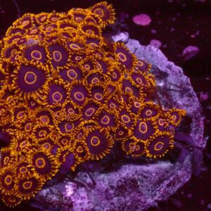 Purple Hornet — WYSIWYG