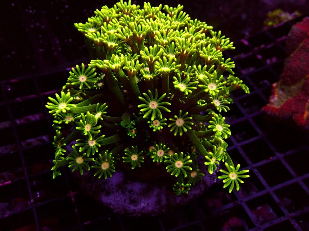 Ultra Alveopora — WYSIWYG