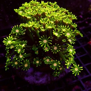 Ultra Alveopora — WYSIWYG