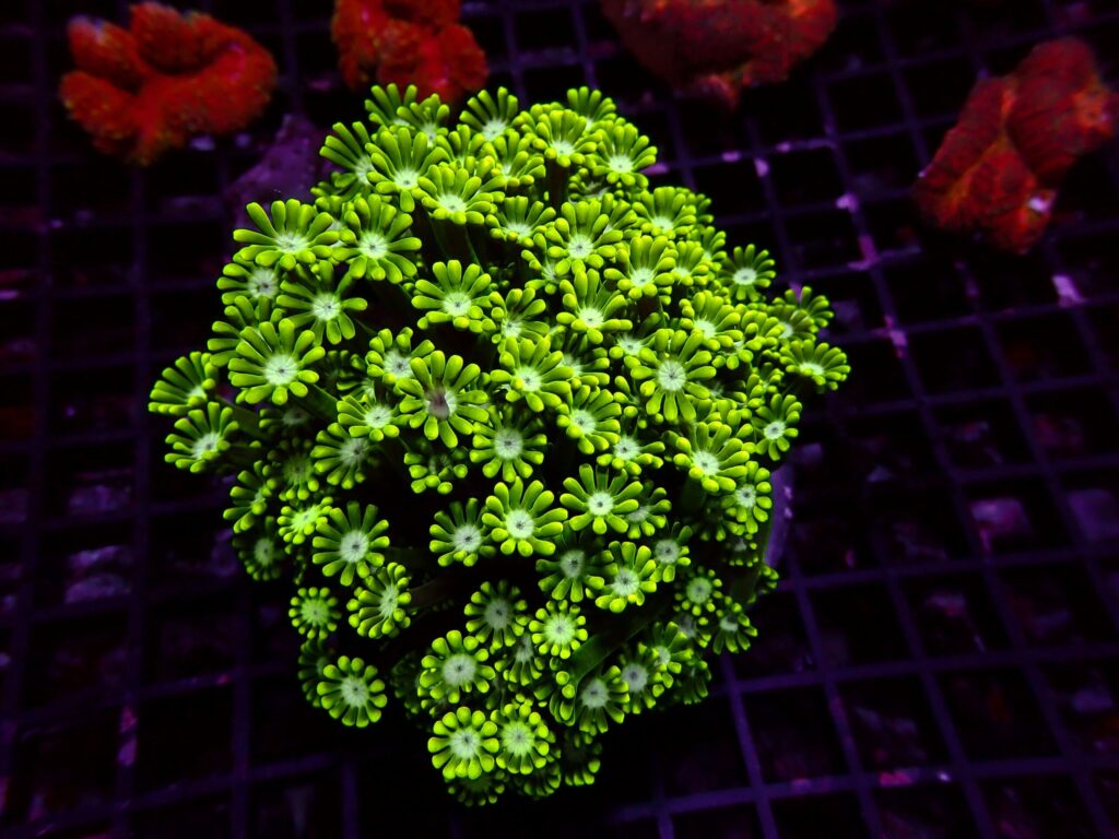 Ultra Alveopora — WYSIWYG