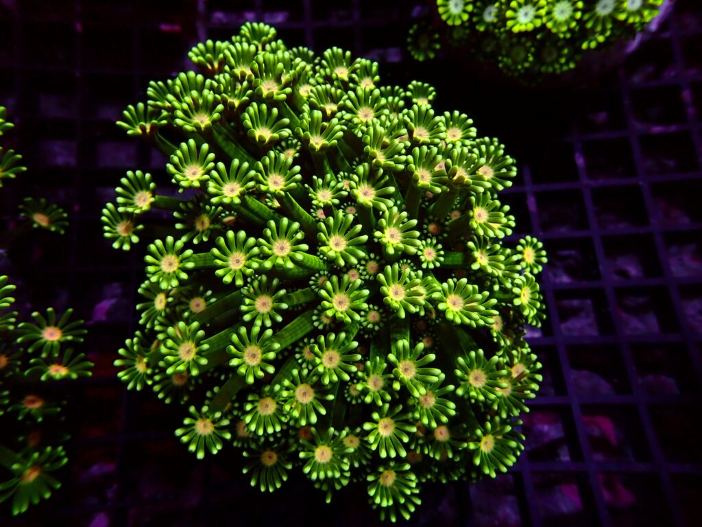 Ultra Alveopora — WYSIWYG