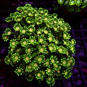Ultra Alveopora — WYSIWYG