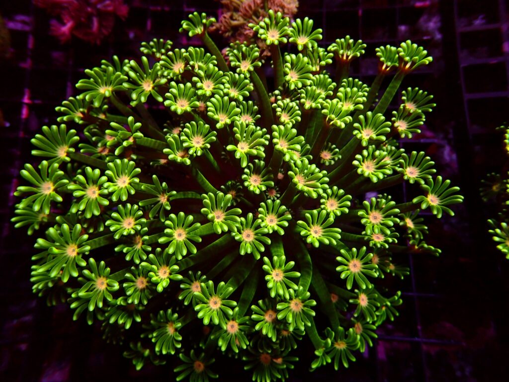 Ultra Alveopora — WYSIWYG
