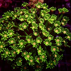Ultra Alveopora — WYSIWYG