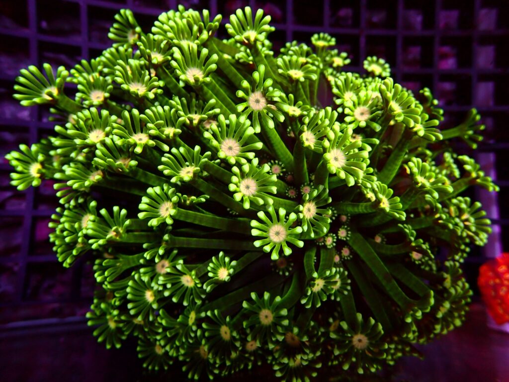 Ultra Alveopora — WYSIWYG