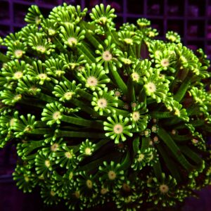 Ultra Alveopora — WYSIWYG