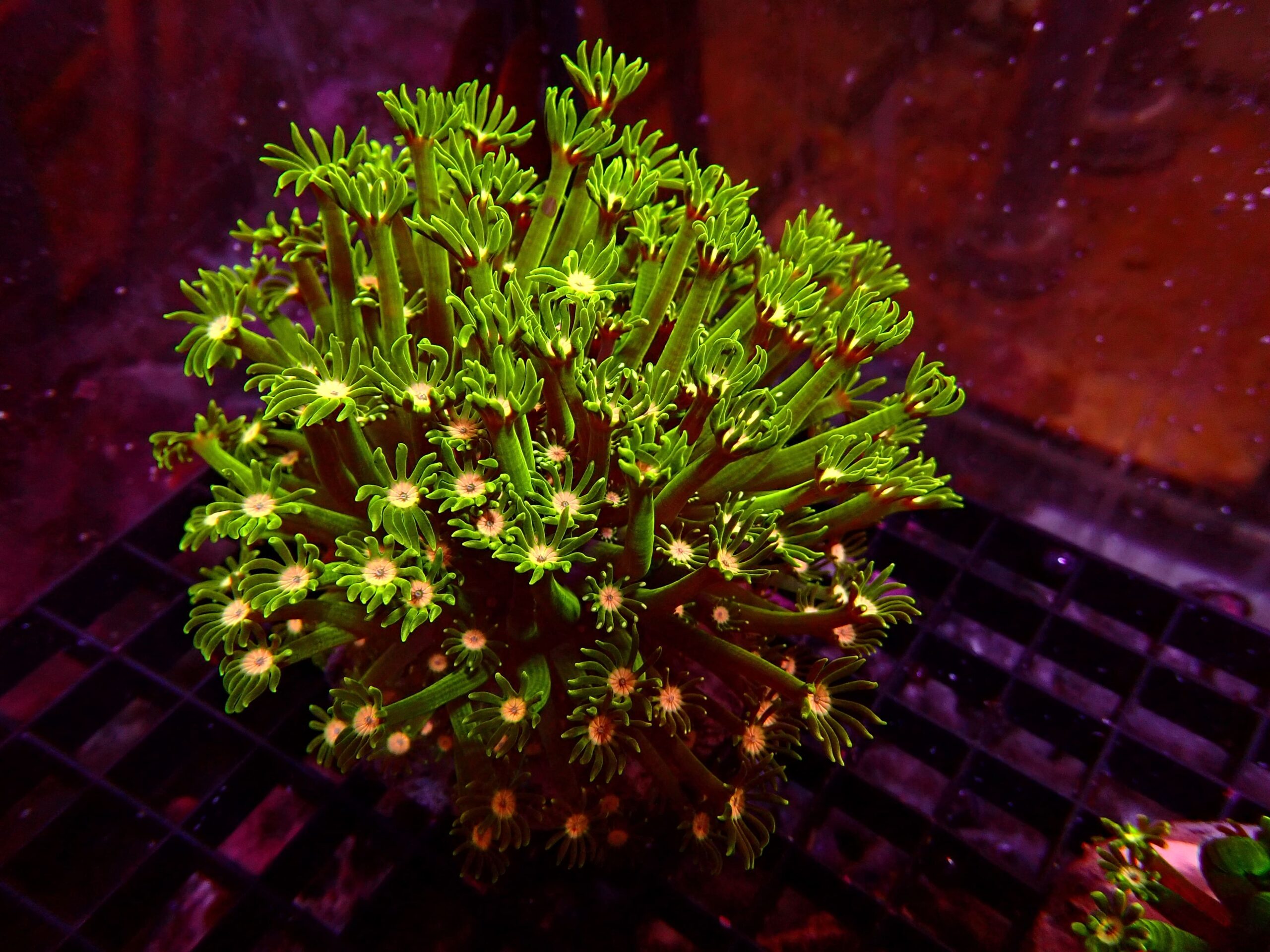 Ultra Alveopora — WYSIWYG