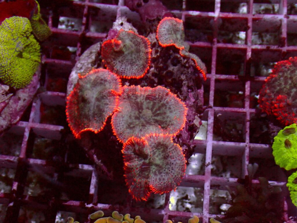 Red Rim — WYSIWYG