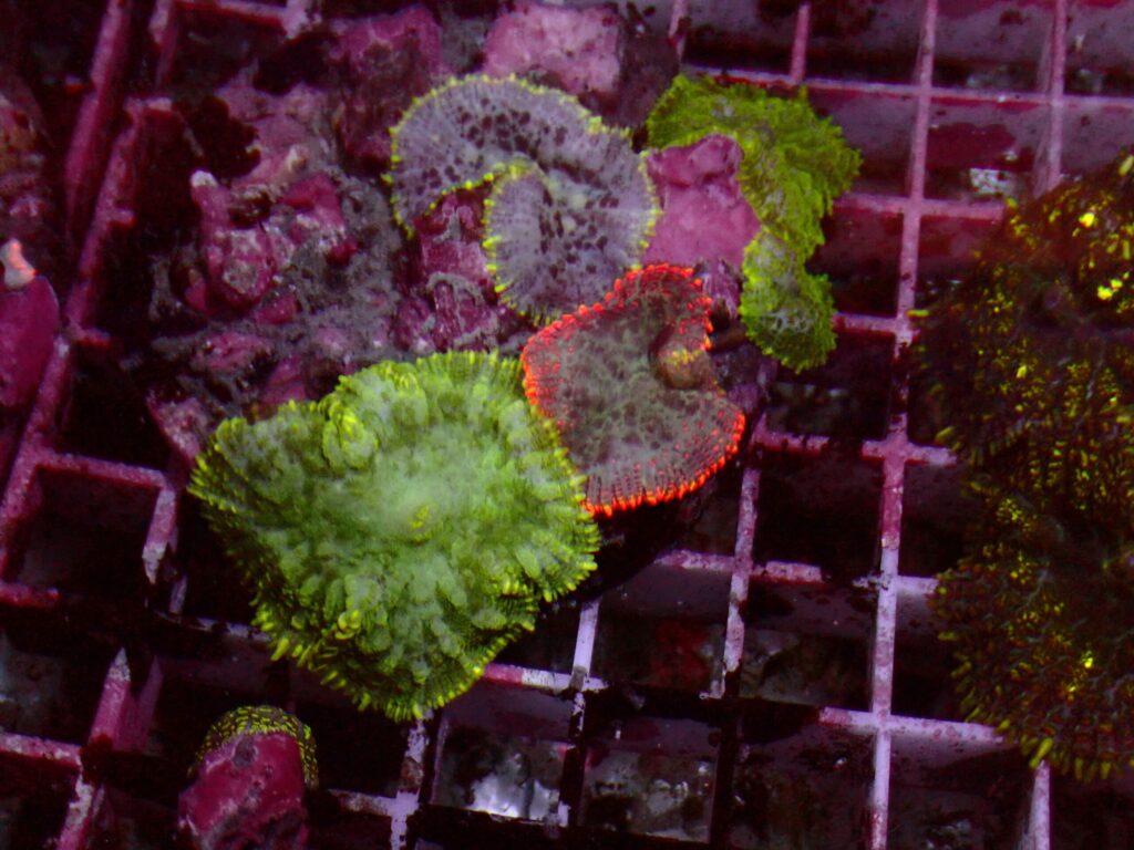 Rhodactis Mix — WYSIWYG