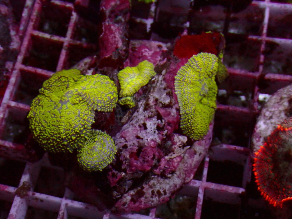 Toxic Rhodactis — WYSIWYG