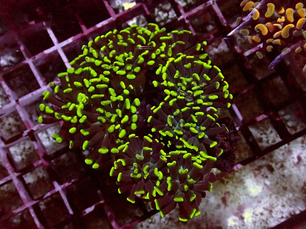 Toxic Paraancora — WYSIWYG