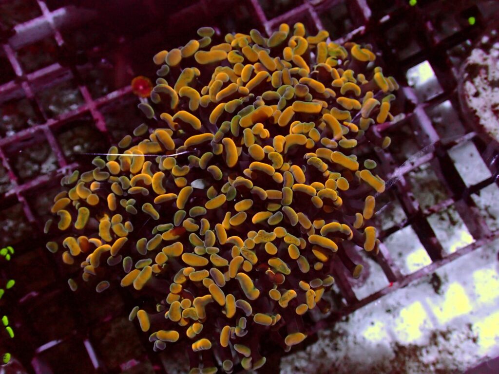 Gold Paraancora — WYSIWYG