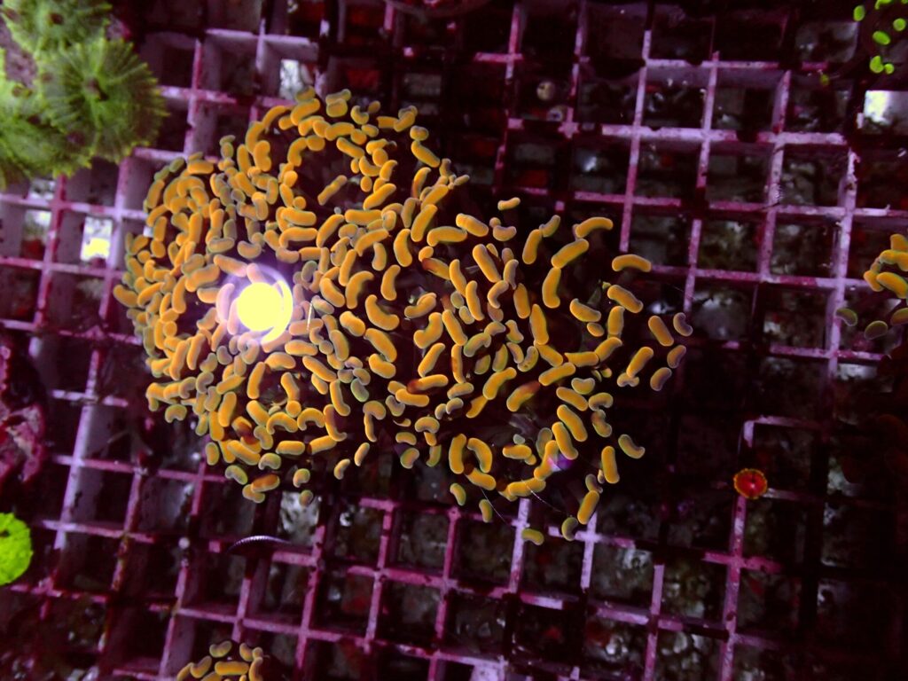 Gold Paraancora — WYSIWYG