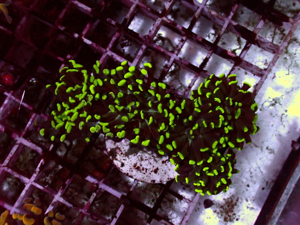 Toxic Paraancora — WYSIWYG