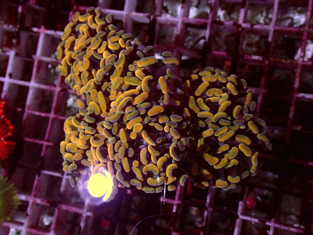 Gold Paraancora — WYSIWYG