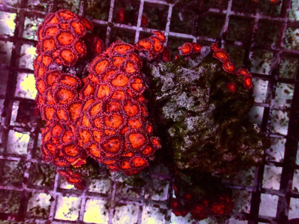 Ultra Zoanthus — WYSIWYG