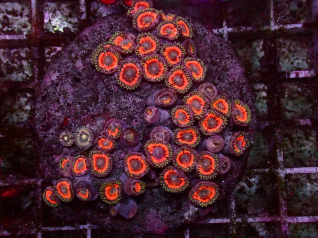 Ultra Zoanthus — WYSIWYG