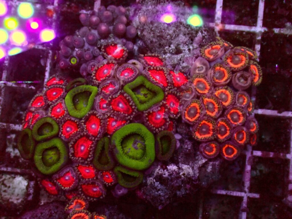 Ultra Zoanthus — WYSIWYG