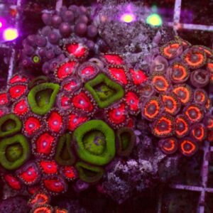 Ultra Zoanthus — WYSIWYG