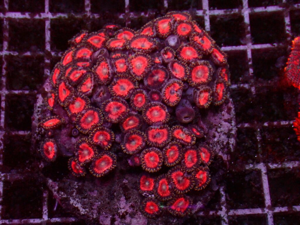 Ultra Zoanthus — WYSIWYG
