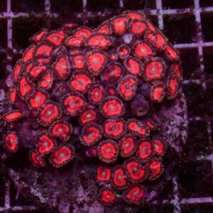 Ultra Zoanthus — WYSIWYG