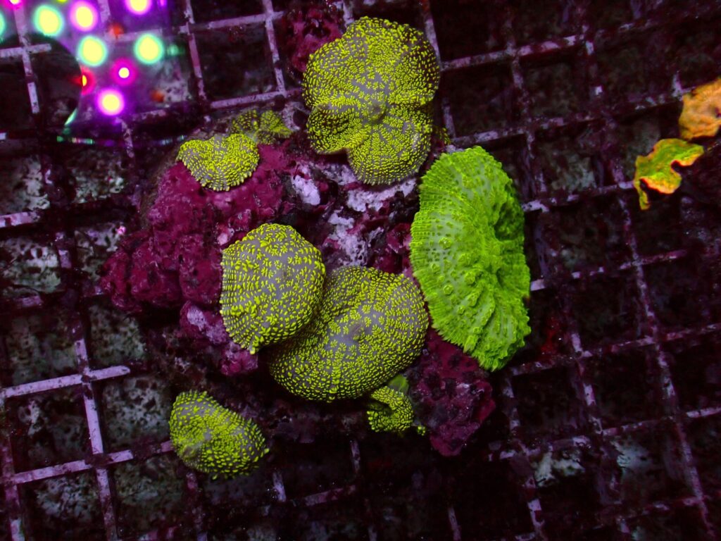 Toxic Rhodactis — WYSIWYG