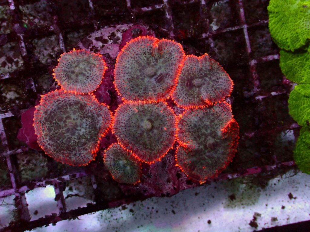 Red Rim — WYSIWYG