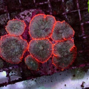 Red Rim — WYSIWYG