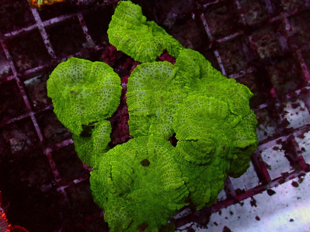 Toxic Rhodactis — WYSIWYG