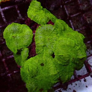 Toxic Rhodactis — WYSIWYG