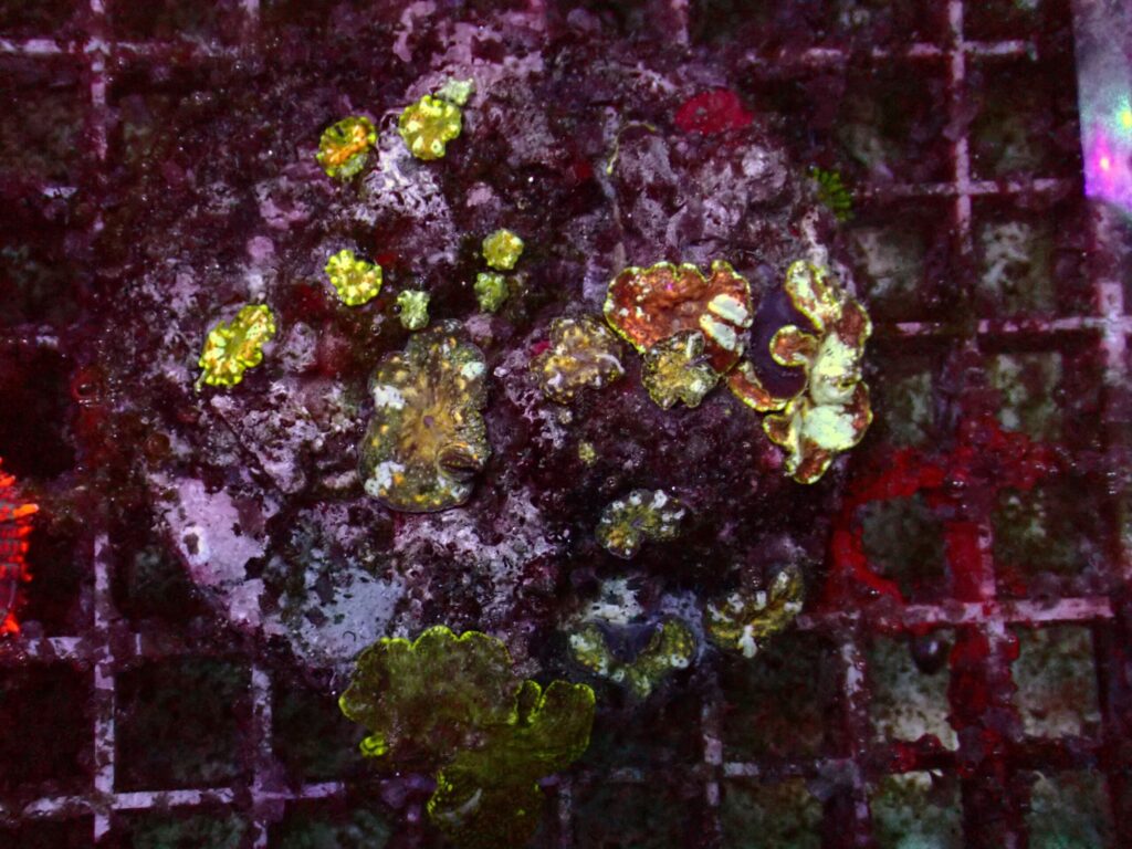 Ultra Discosoma — WYSIWYG