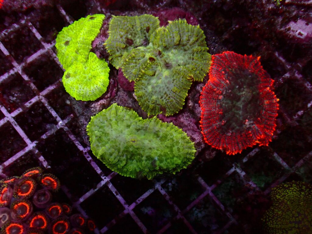 Rhodactis Mix — WYSIWYG