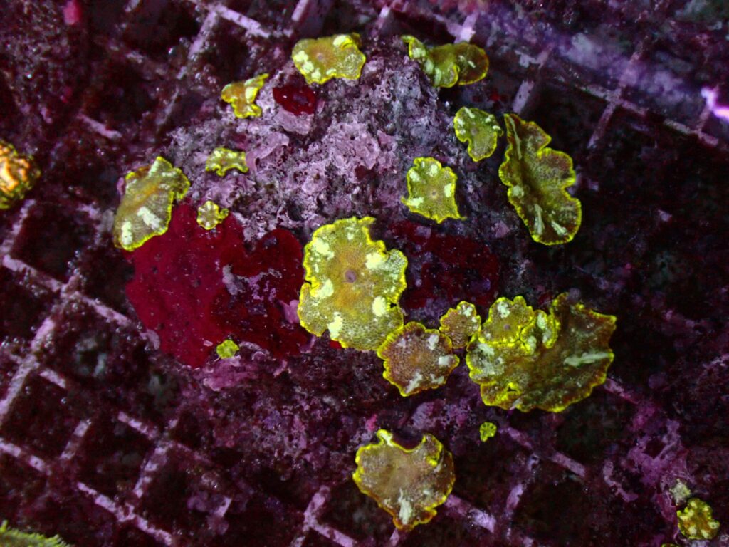 Ultra Discosoma — WYSIWYG