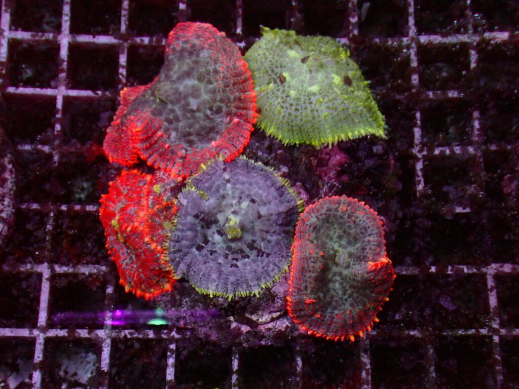 Rhodactis Mix — WYSIWYG