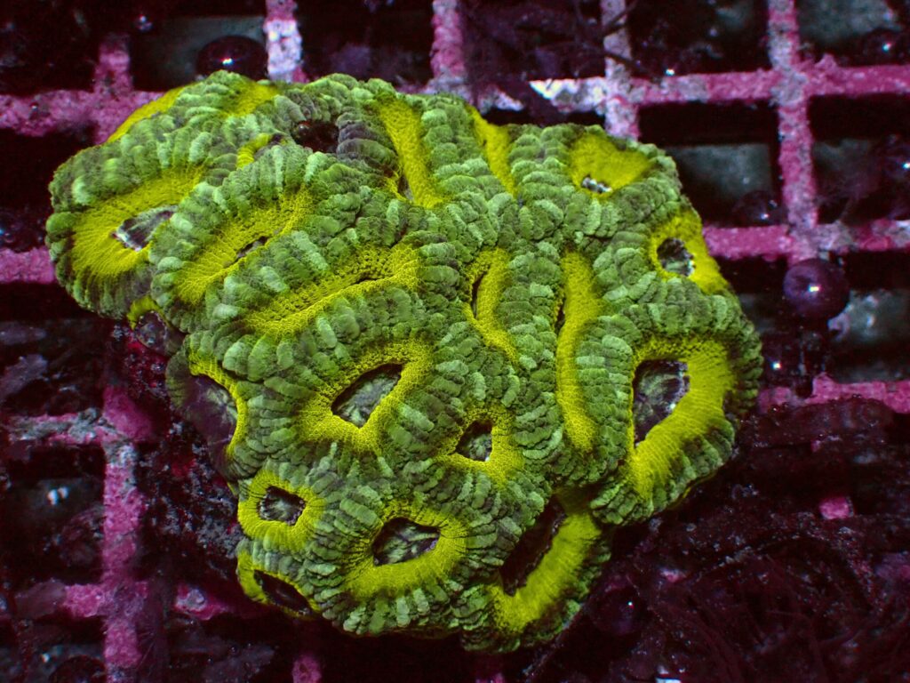 Mastergrade Asian Acan — WYSIWYG
