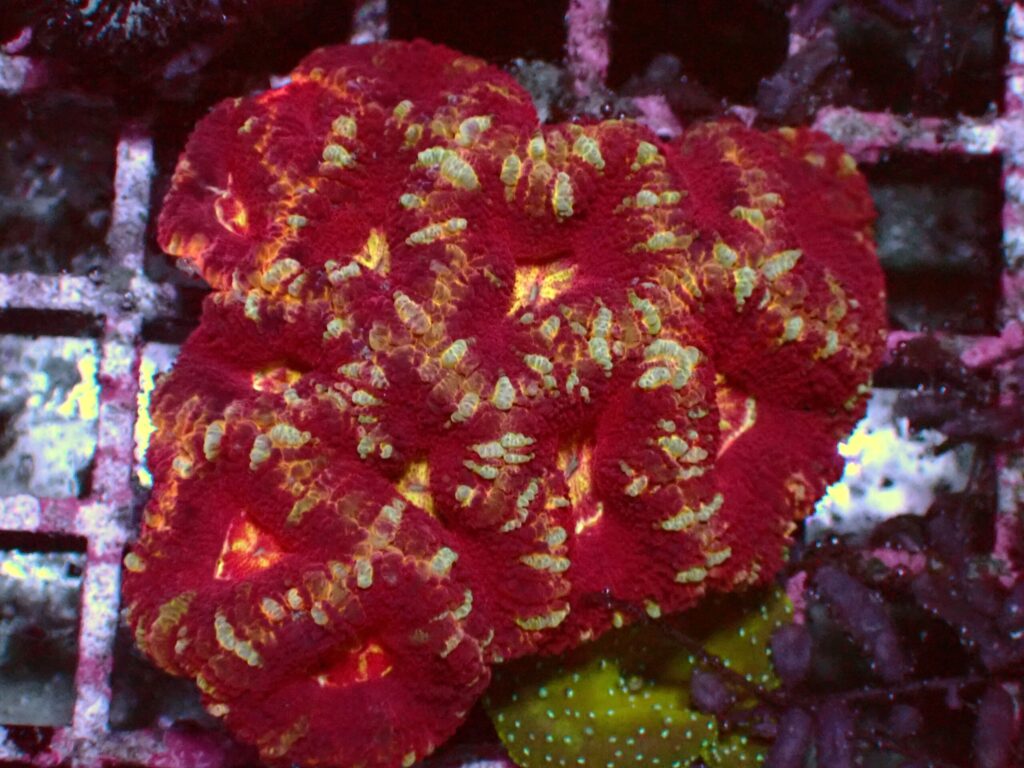 Mastergrade Asian Acan — WYSIWYG