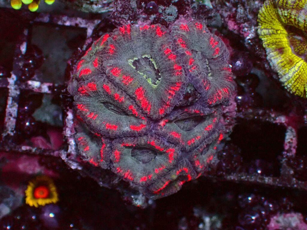 Mastergrade Asian Acan — WYSIWYG