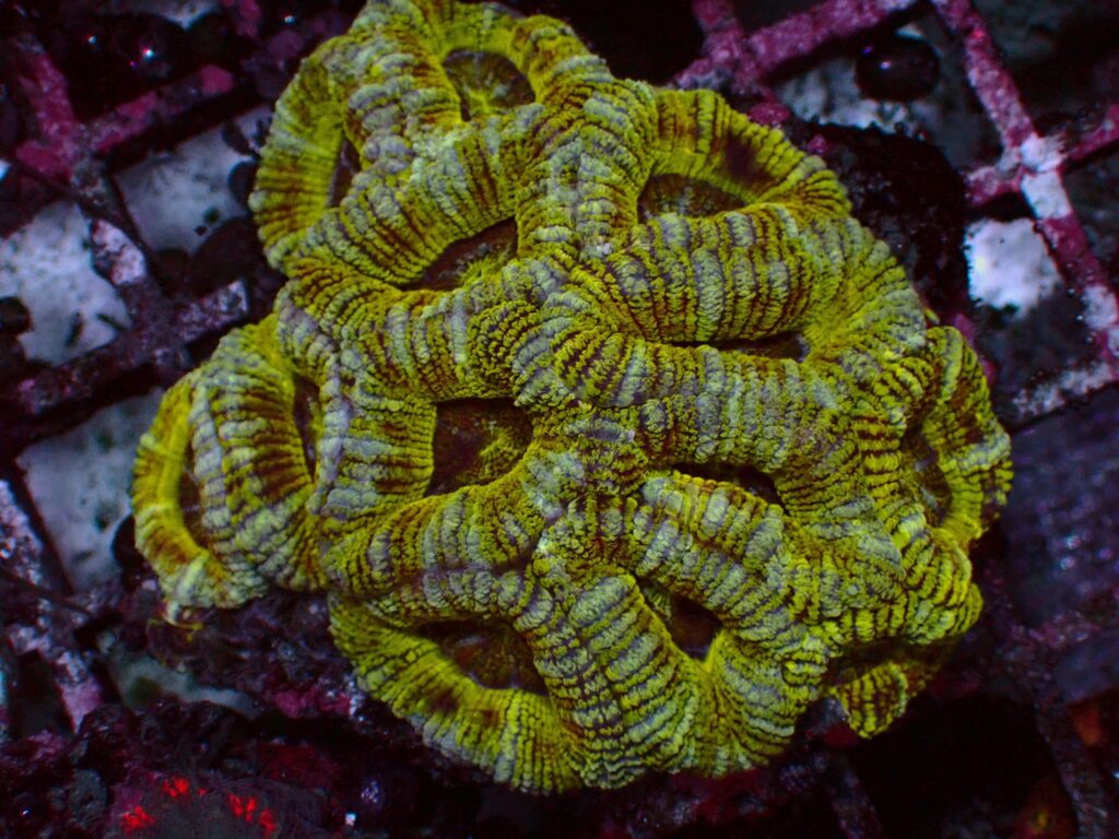 Mastergrade Asian Acan — WYSIWYG