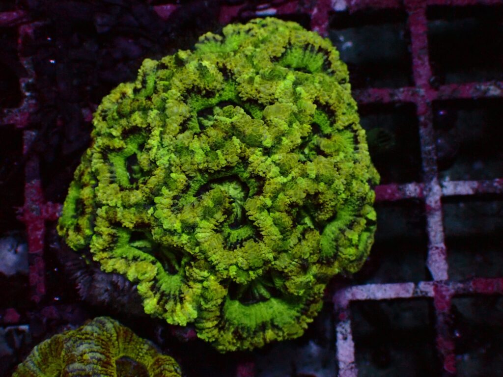 Mastergrade Asian Acan — WYSIWYG