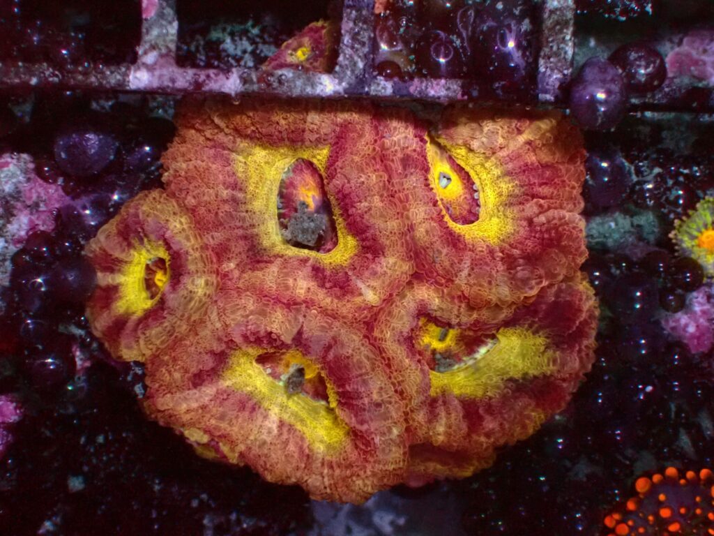Mastergrade Asian Acan — WYSIWYG