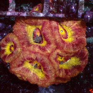 Mastergrade Asian Acan — WYSIWYG