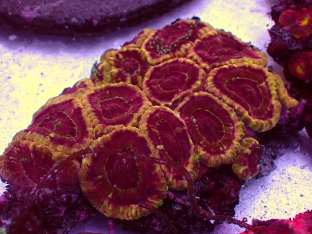 Mastergrade Asian Acan — WYSIWYG