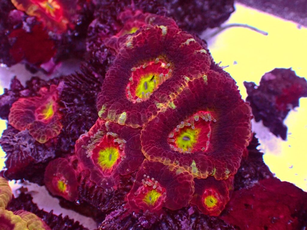 Mastergrade Asian Acan — WYSIWYG