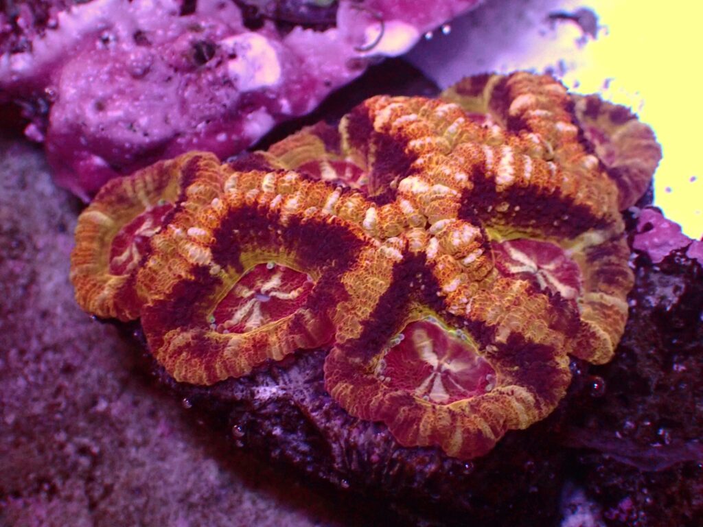 Mastergrade Asian Acan — WYSIWYG