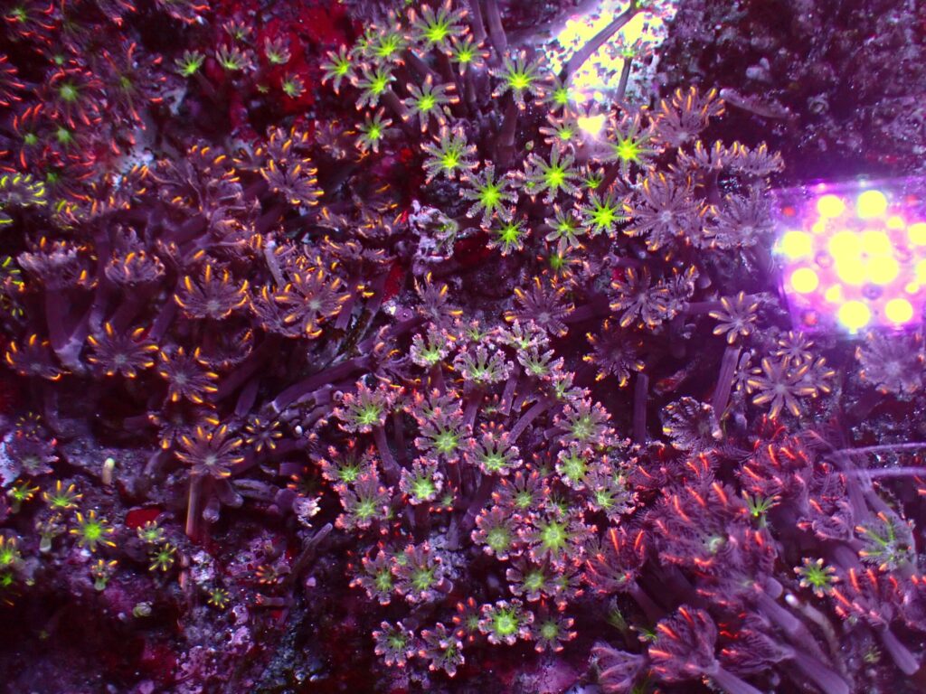 Ultra Clavularia