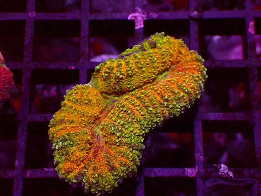 Ultra Symphyllia — WYSIWYG